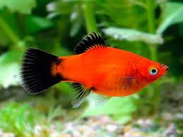 platy  